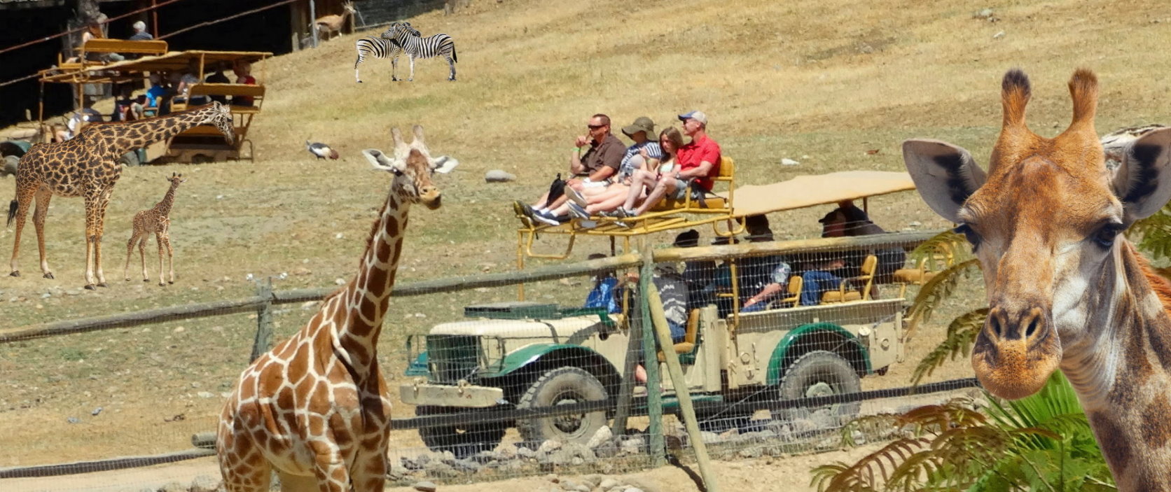 The Best Safari West Jeep Tour +  Alcatraz Tickets